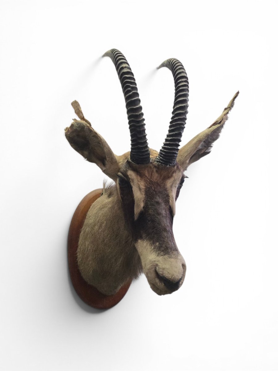 Stuffed Sand Antelope Trophy, Africa, 1960s