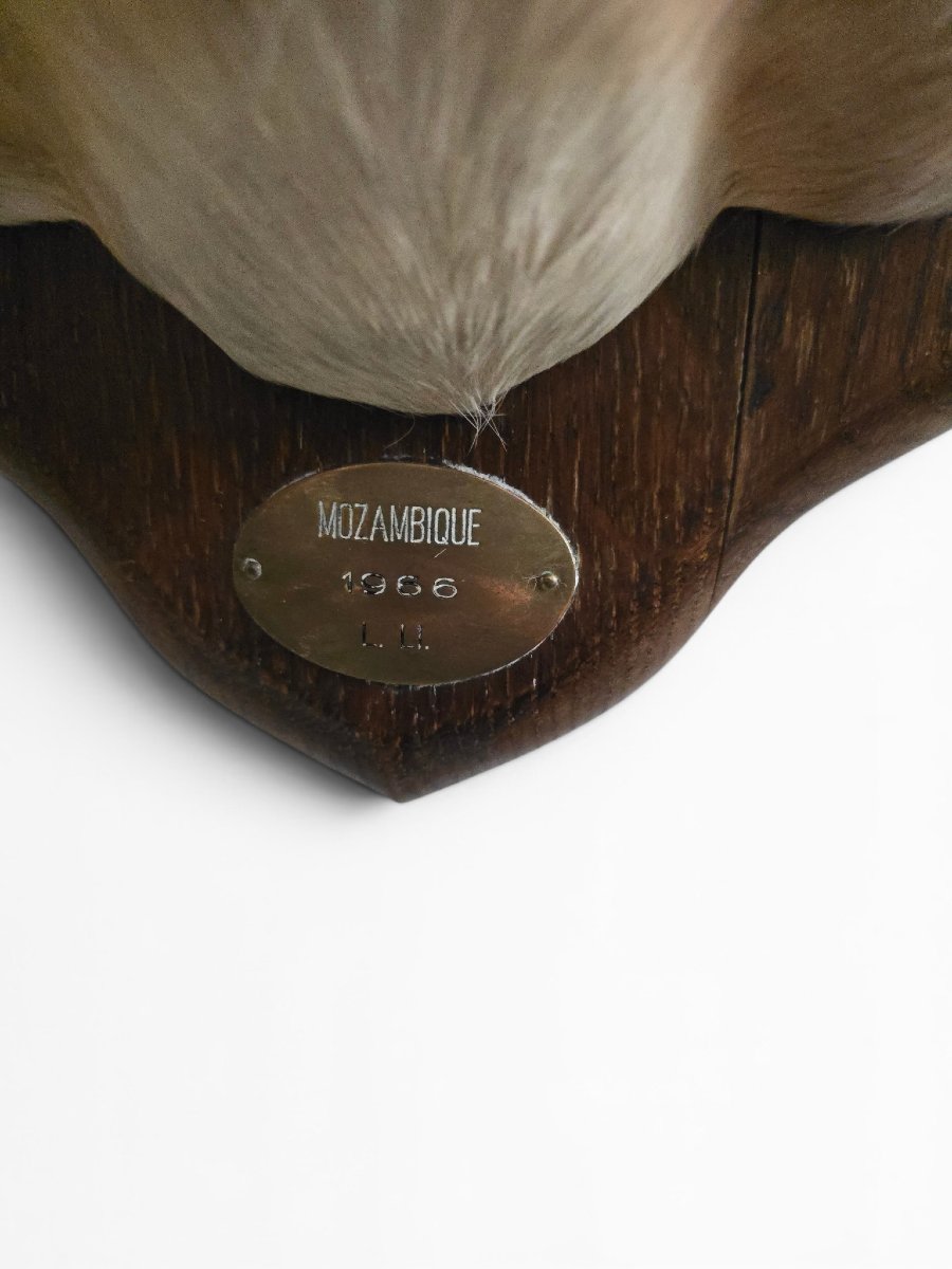 Vintage African Impala Shoulder Trophy, Mozambique, 1966-photo-3