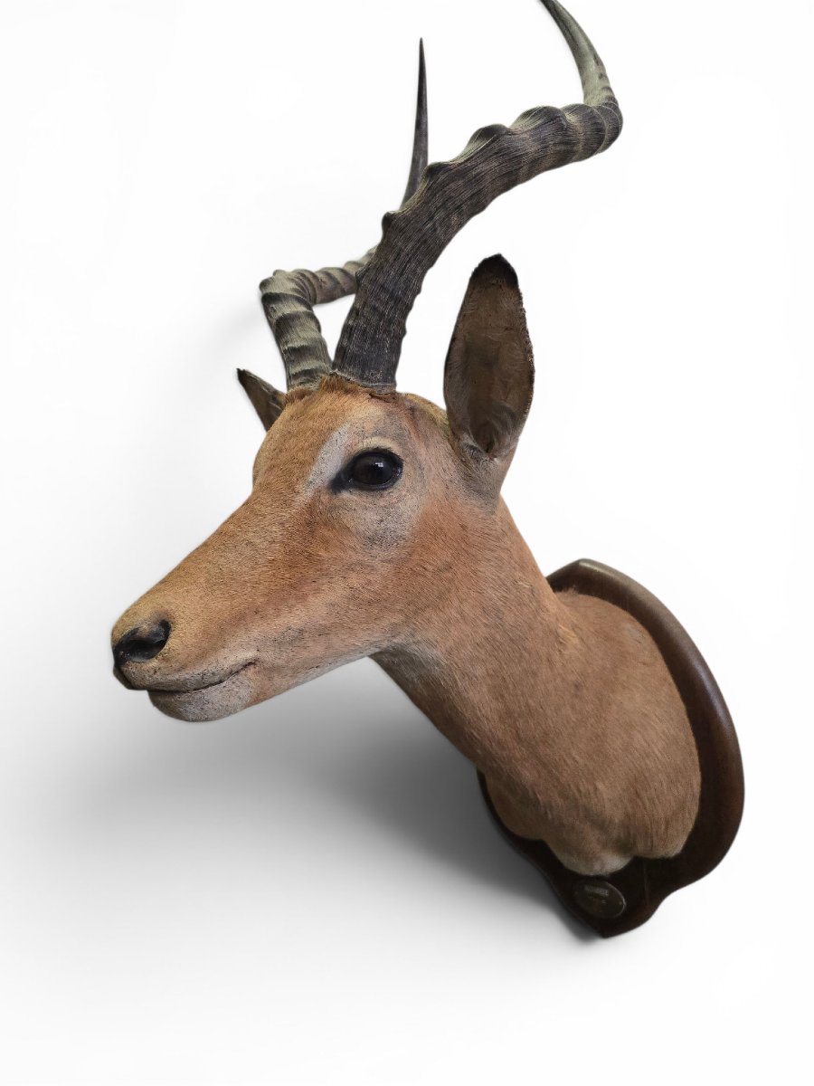 Vintage African Impala Shoulder Trophy, Mozambique, 1966-photo-4