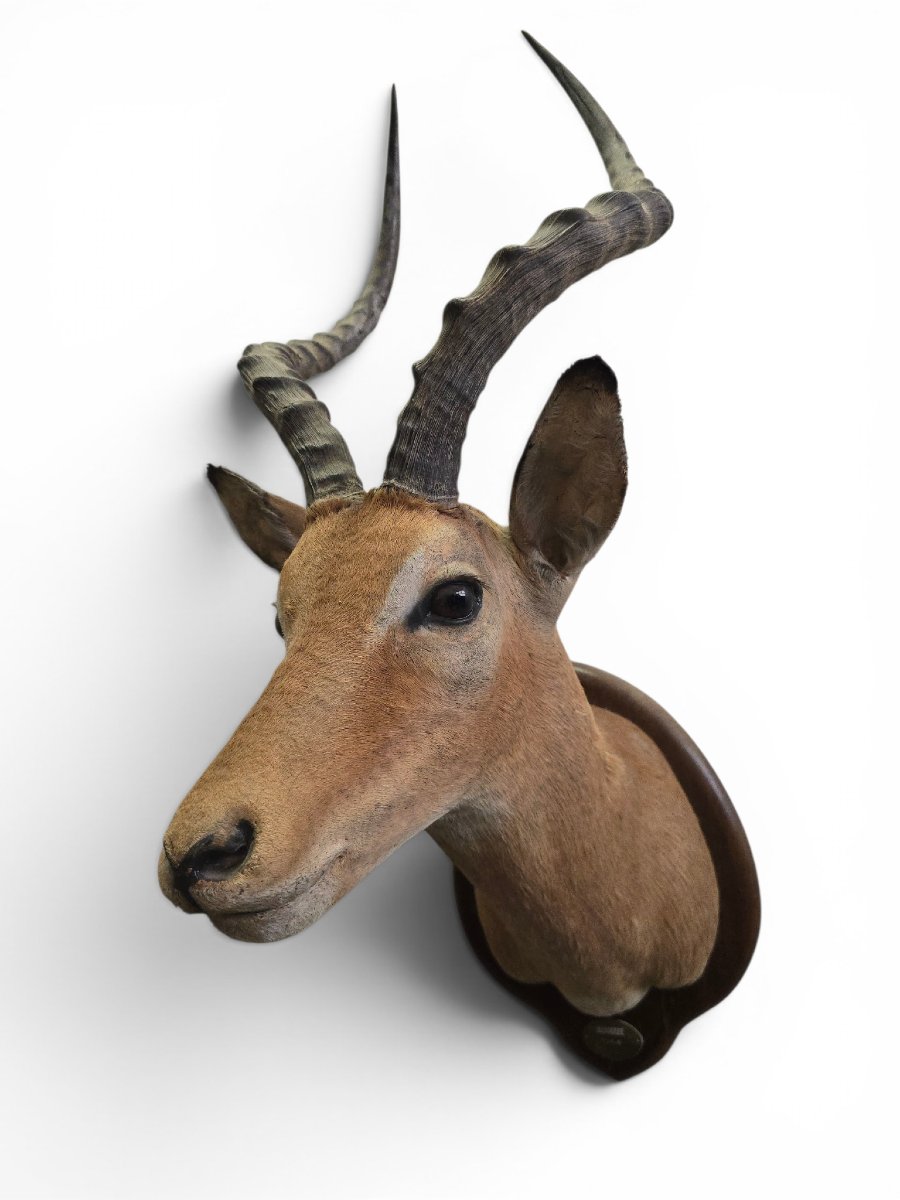 Vintage African Impala Shoulder Trophy, Mozambique, 1966-photo-2