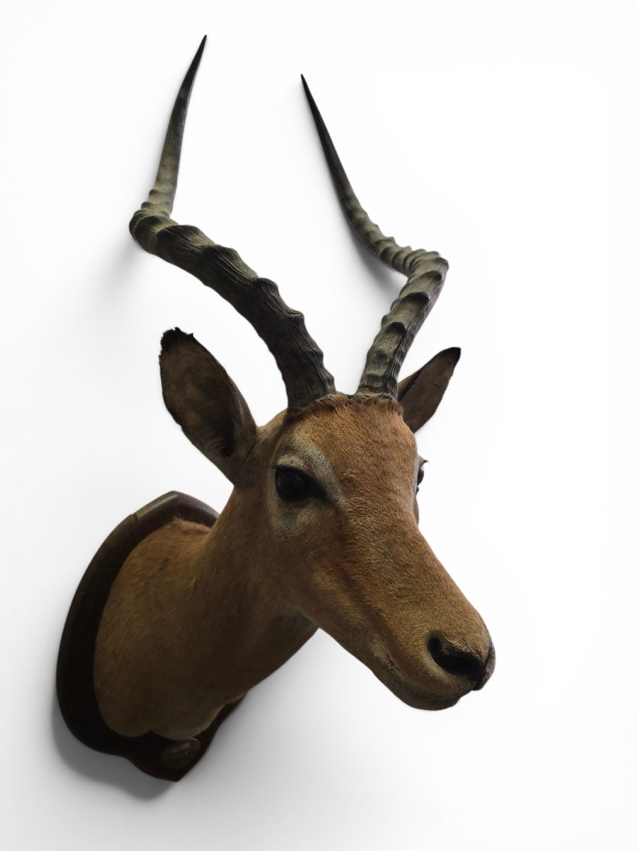 Vintage African Impala Shoulder Trophy, Mozambique, 1966-photo-3