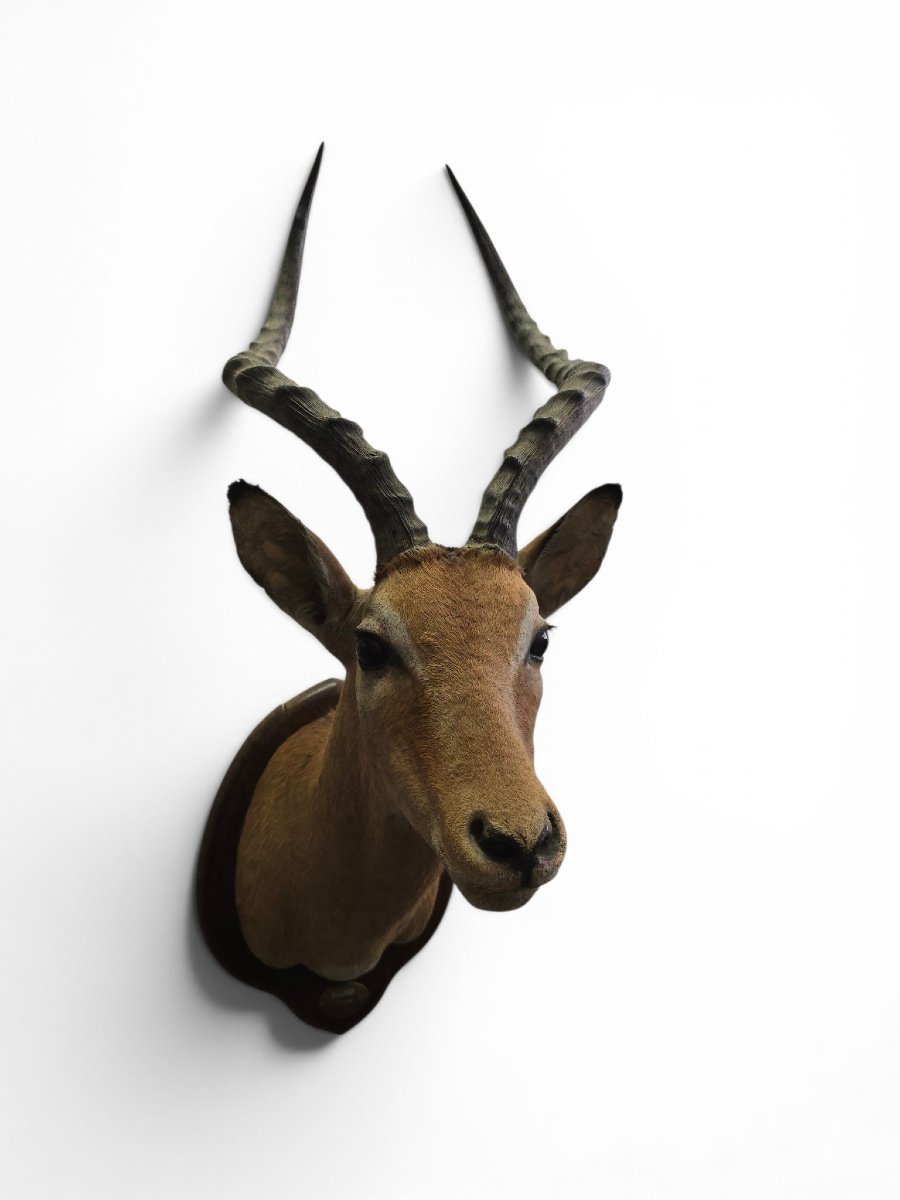 Vintage African Impala Shoulder Trophy, Mozambique, 1966-photo-4