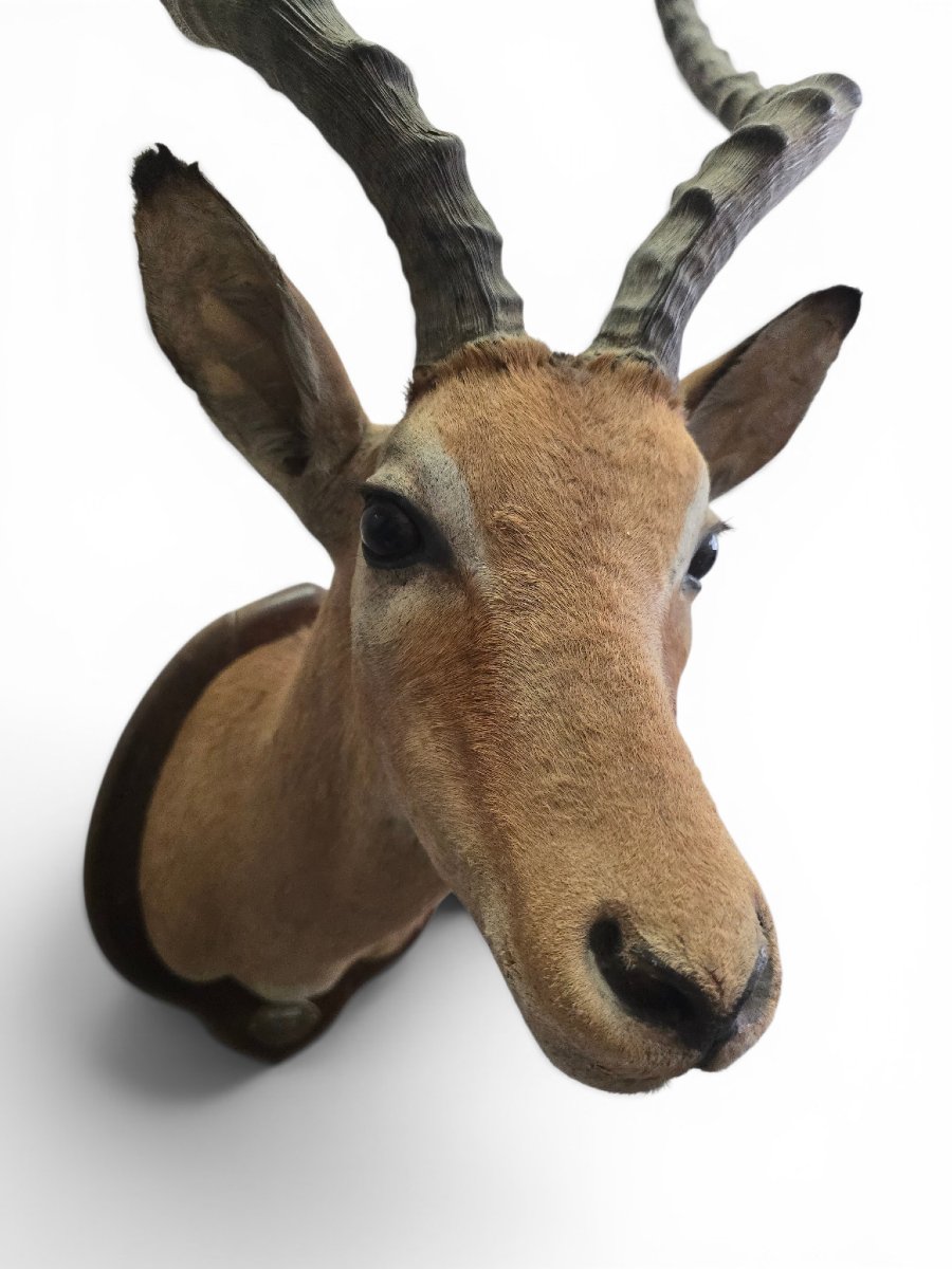Vintage African Impala Shoulder Trophy, Mozambique, 1966-photo-5