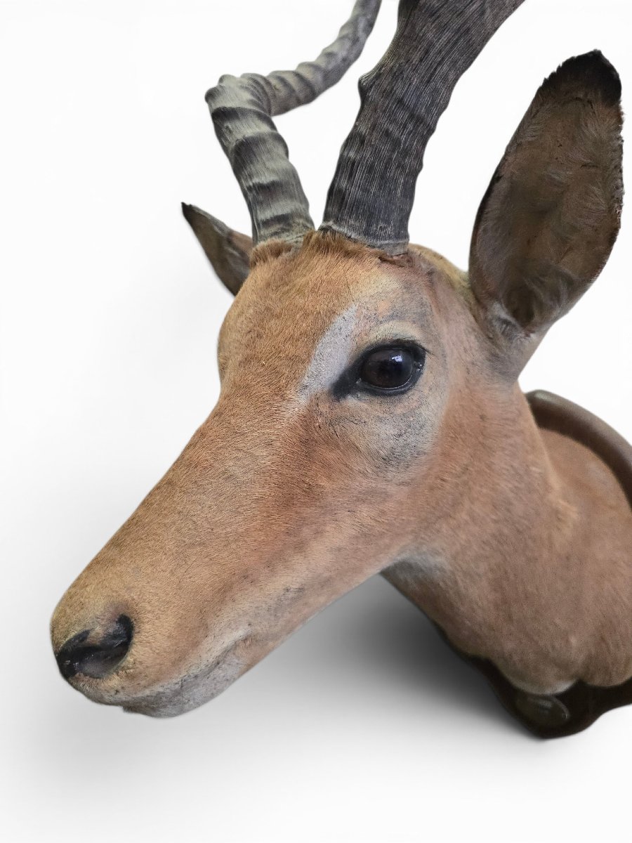 Vintage African Impala Shoulder Trophy, Mozambique, 1966-photo-6
