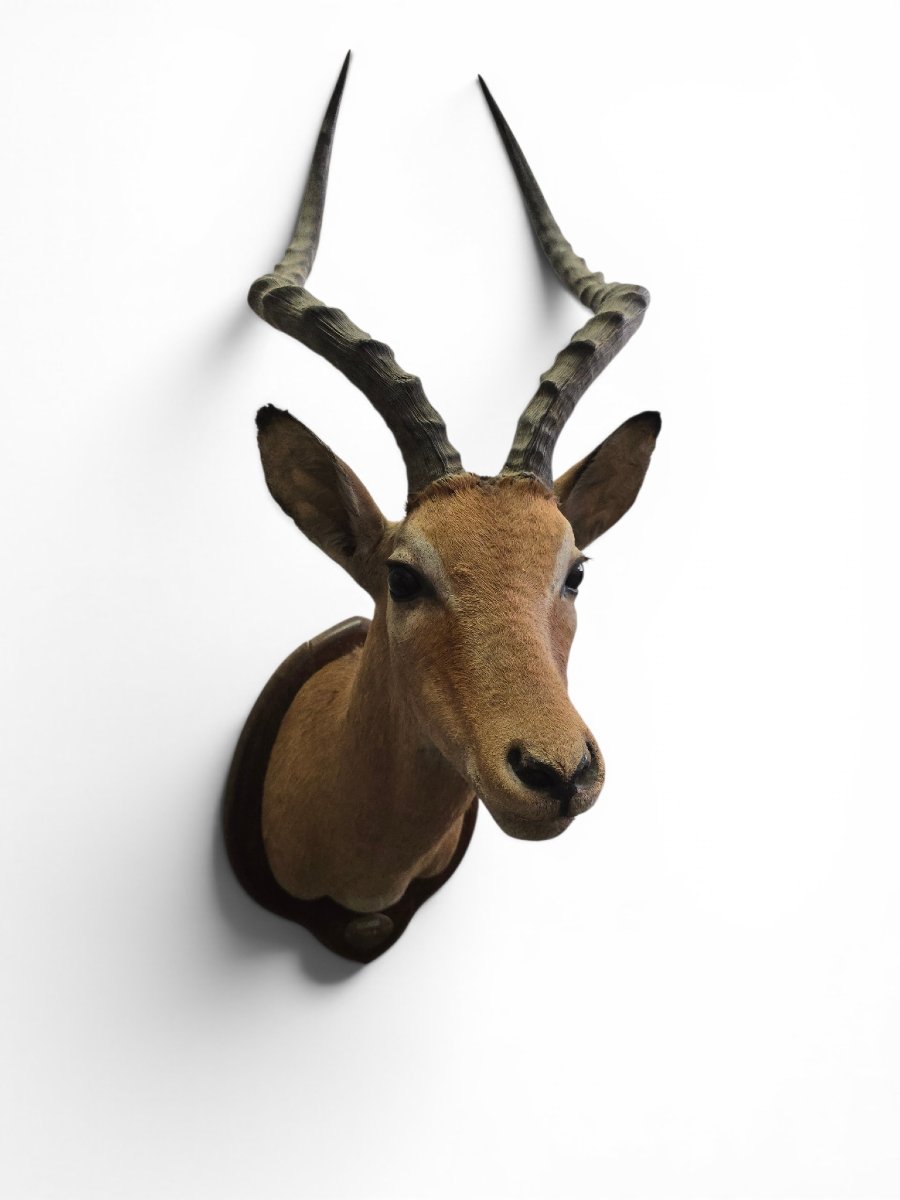 Vintage African Impala Shoulder Trophy, Mozambique, 1966