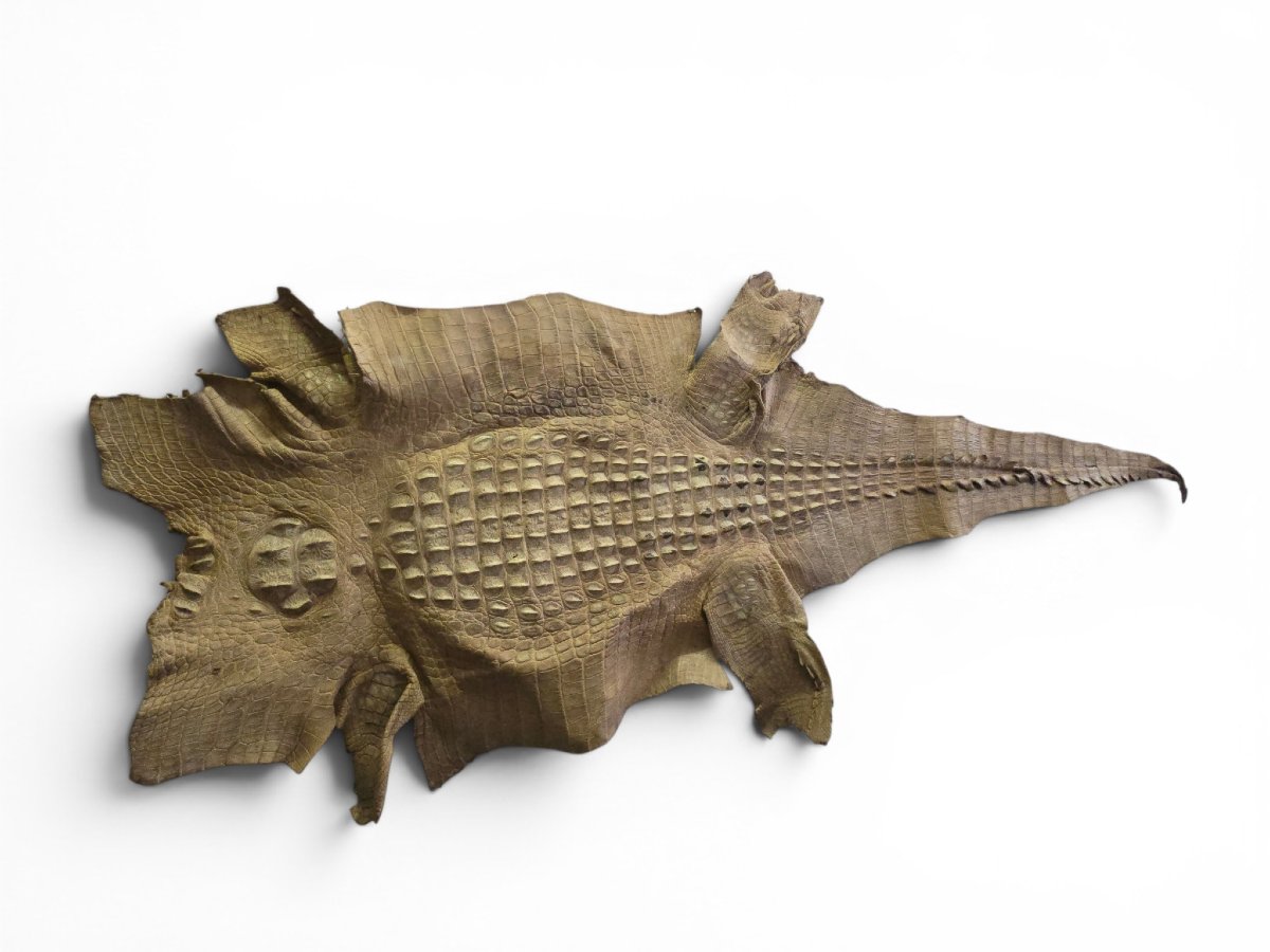 Vintage Crocodile Skin Taxidermy, 1960s-photo-2