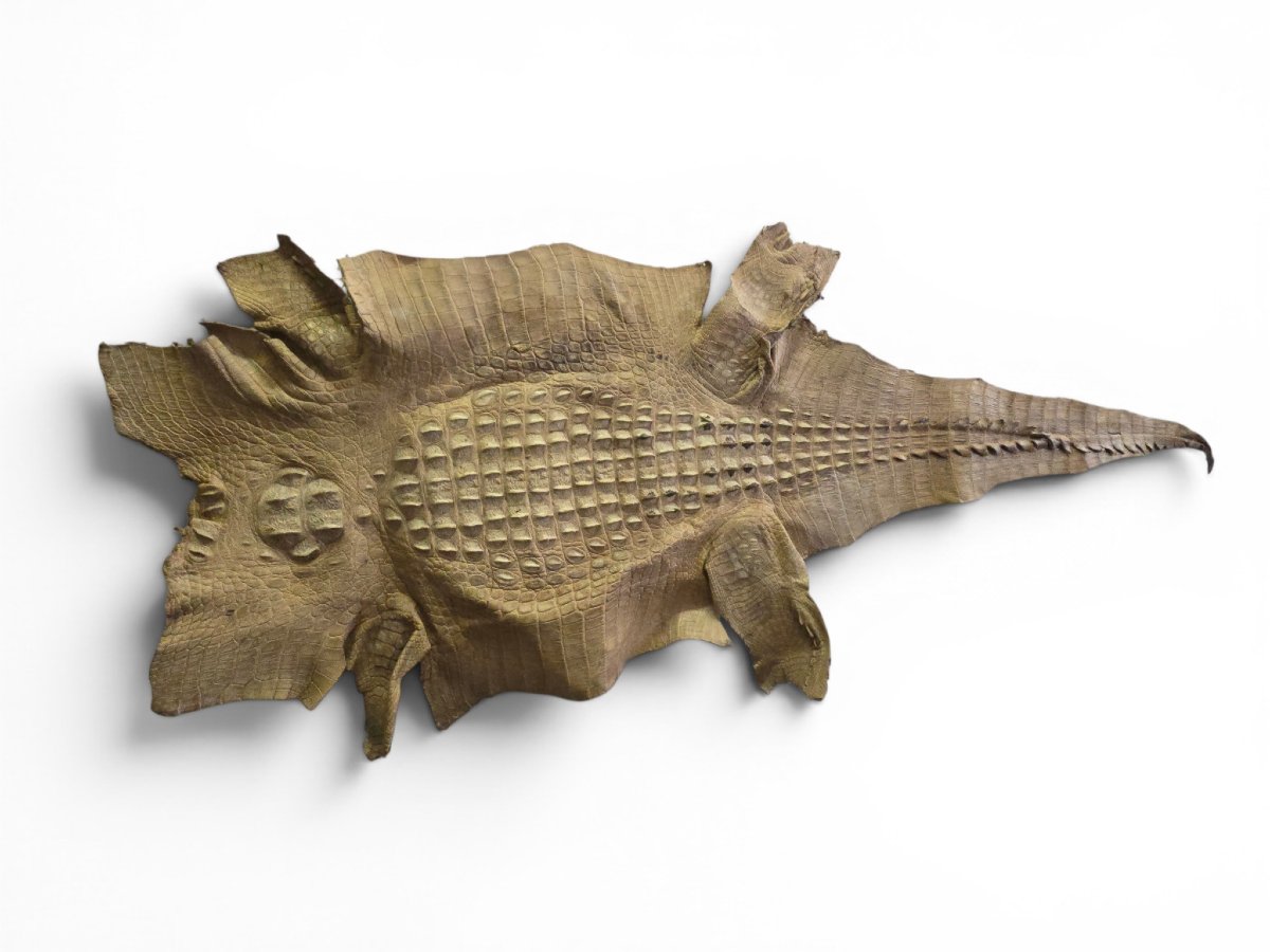 Vintage Crocodile Skin Taxidermy, 1960s-photo-3
