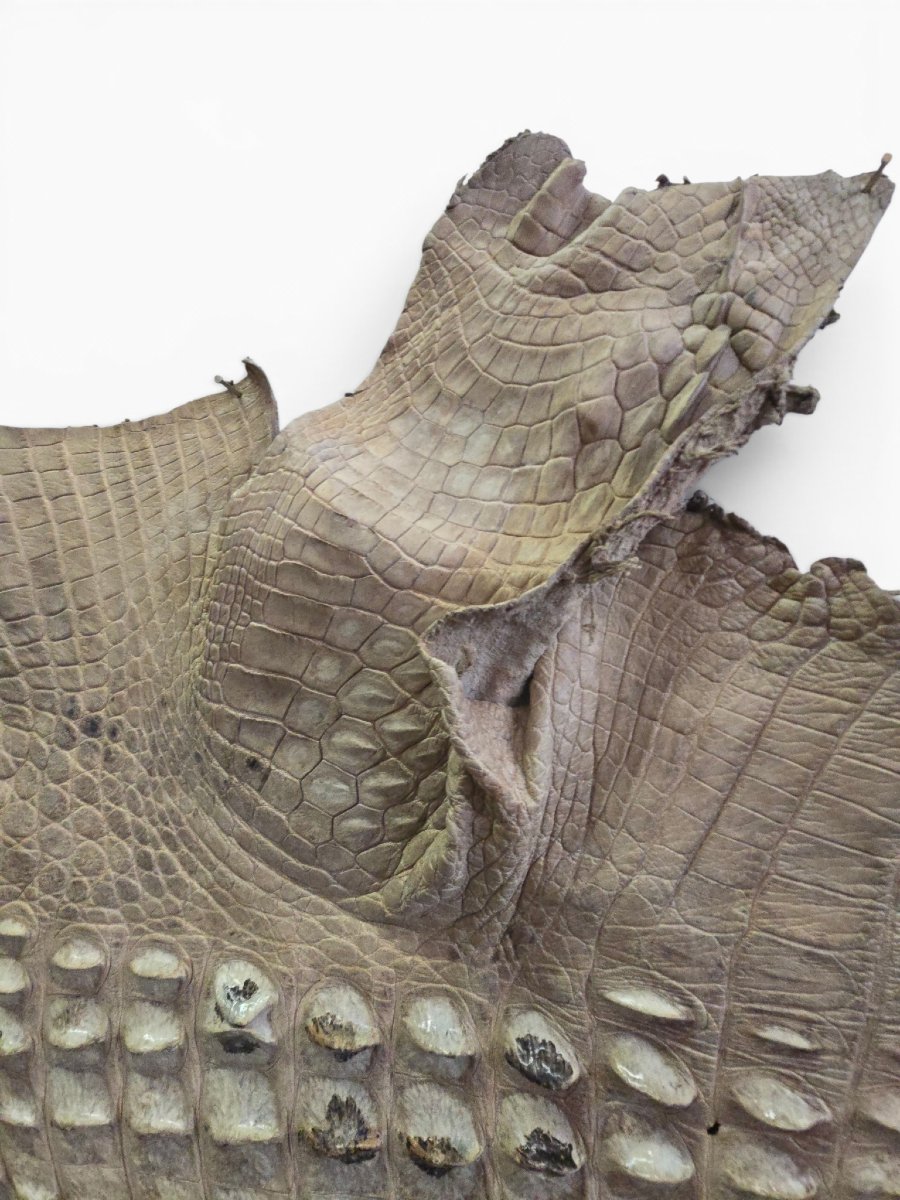 Vintage Crocodile Skin Taxidermy, 1960s-photo-4