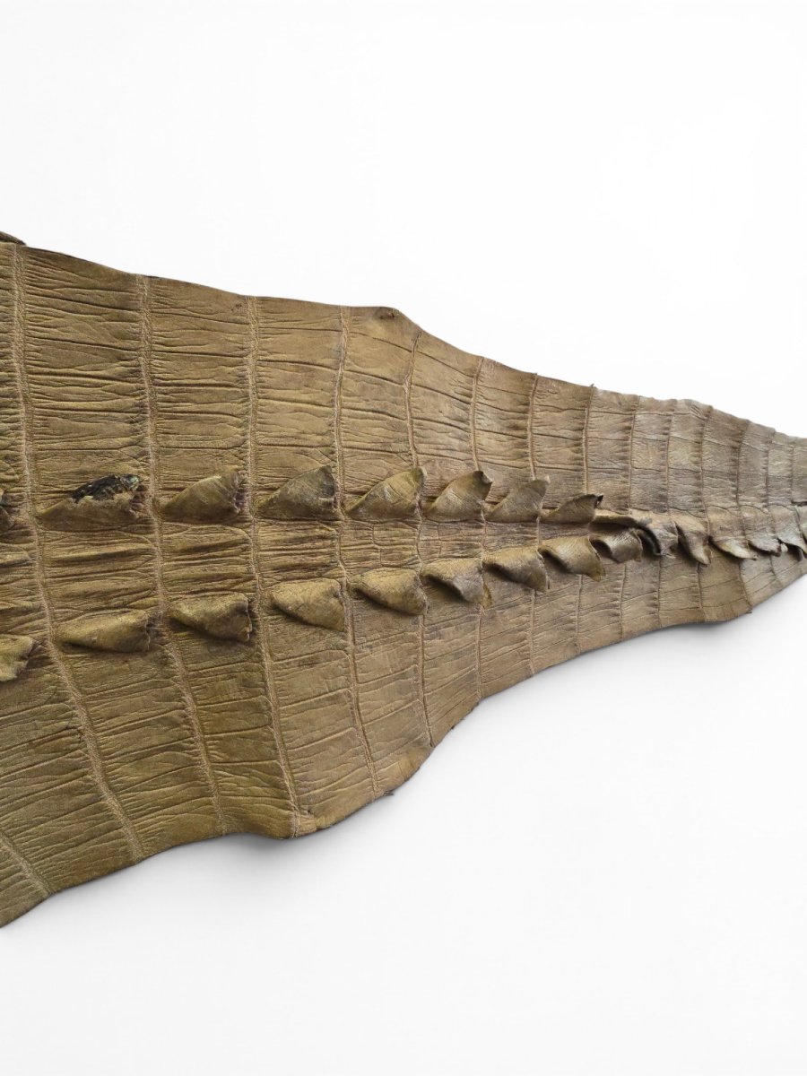 Vintage Crocodile Skin Taxidermy, 1960s-photo-1