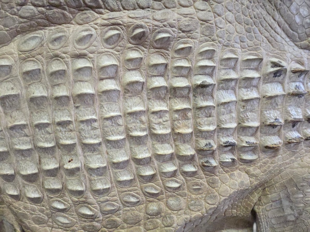 Vintage Crocodile Skin Taxidermy, 1960s-photo-2