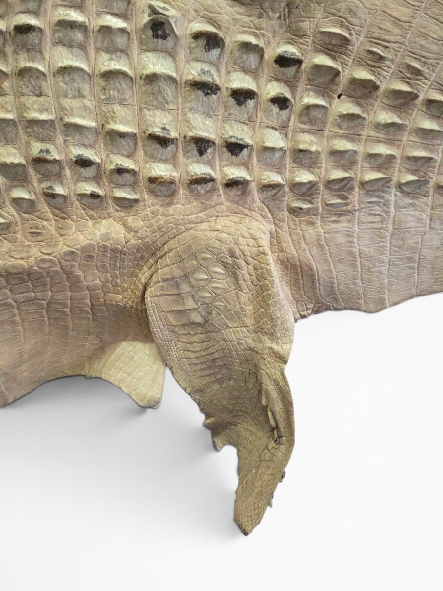 Vintage Crocodile Skin Taxidermy, 1960s-photo-3