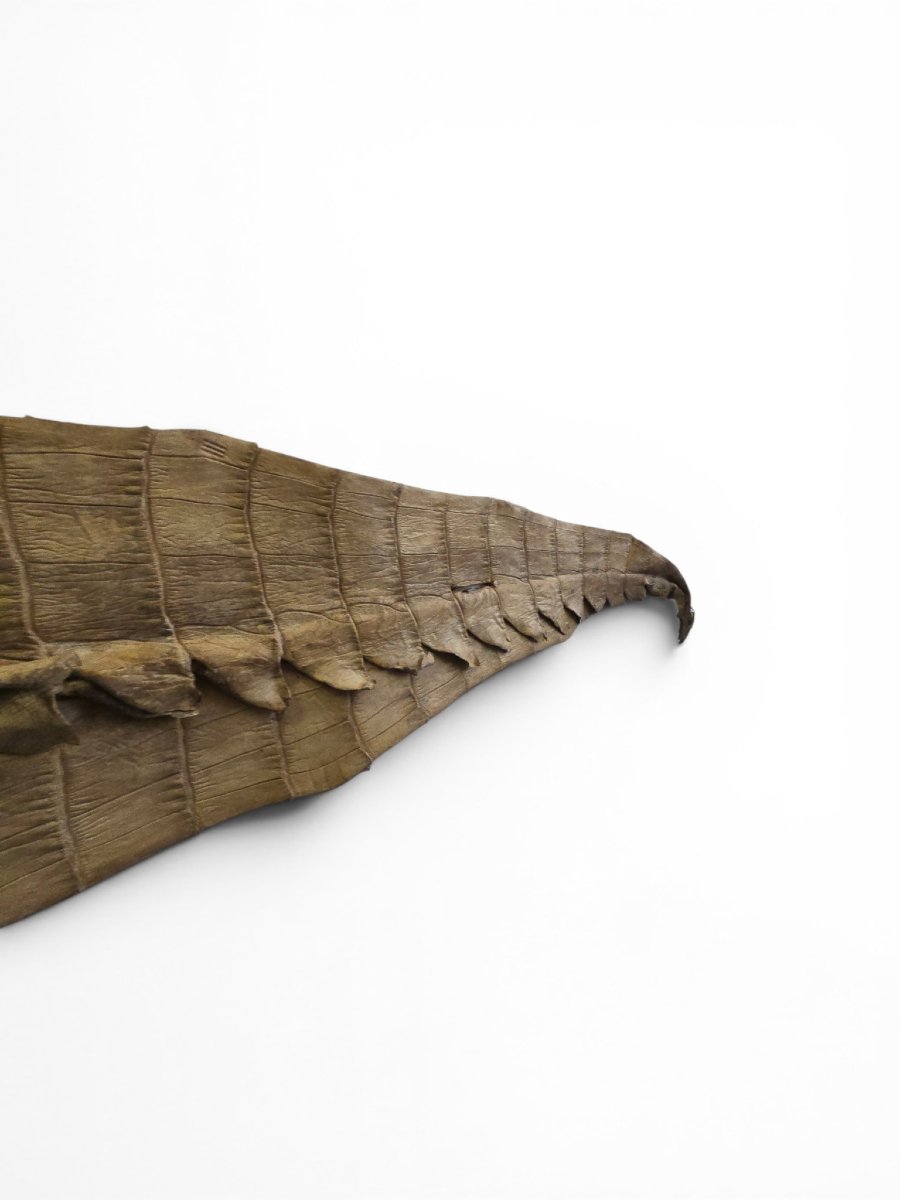 Vintage Crocodile Skin Taxidermy, 1960s-photo-4