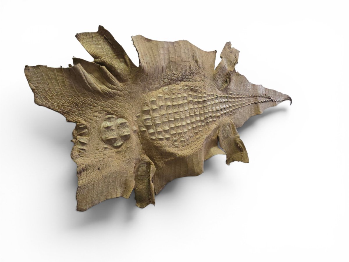 Vintage Crocodile Skin Taxidermy, 1960s-photo-5