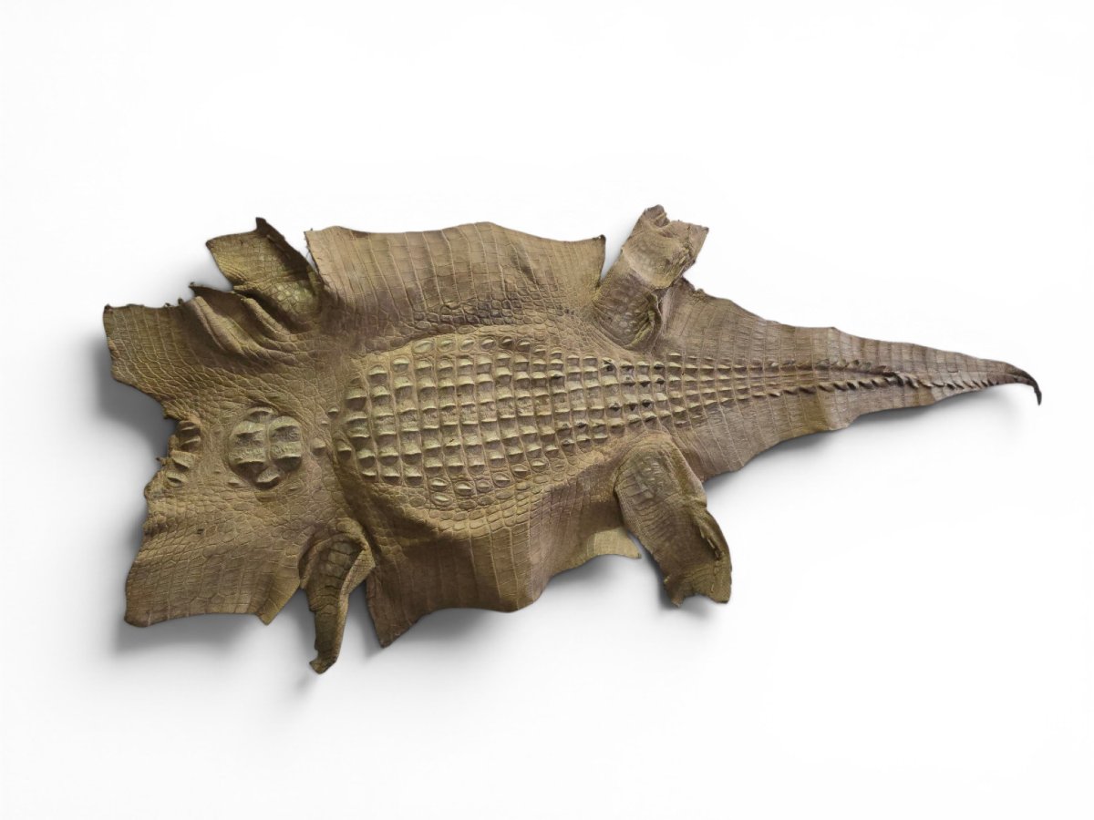 Vintage Crocodile Skin Taxidermy, 1960s