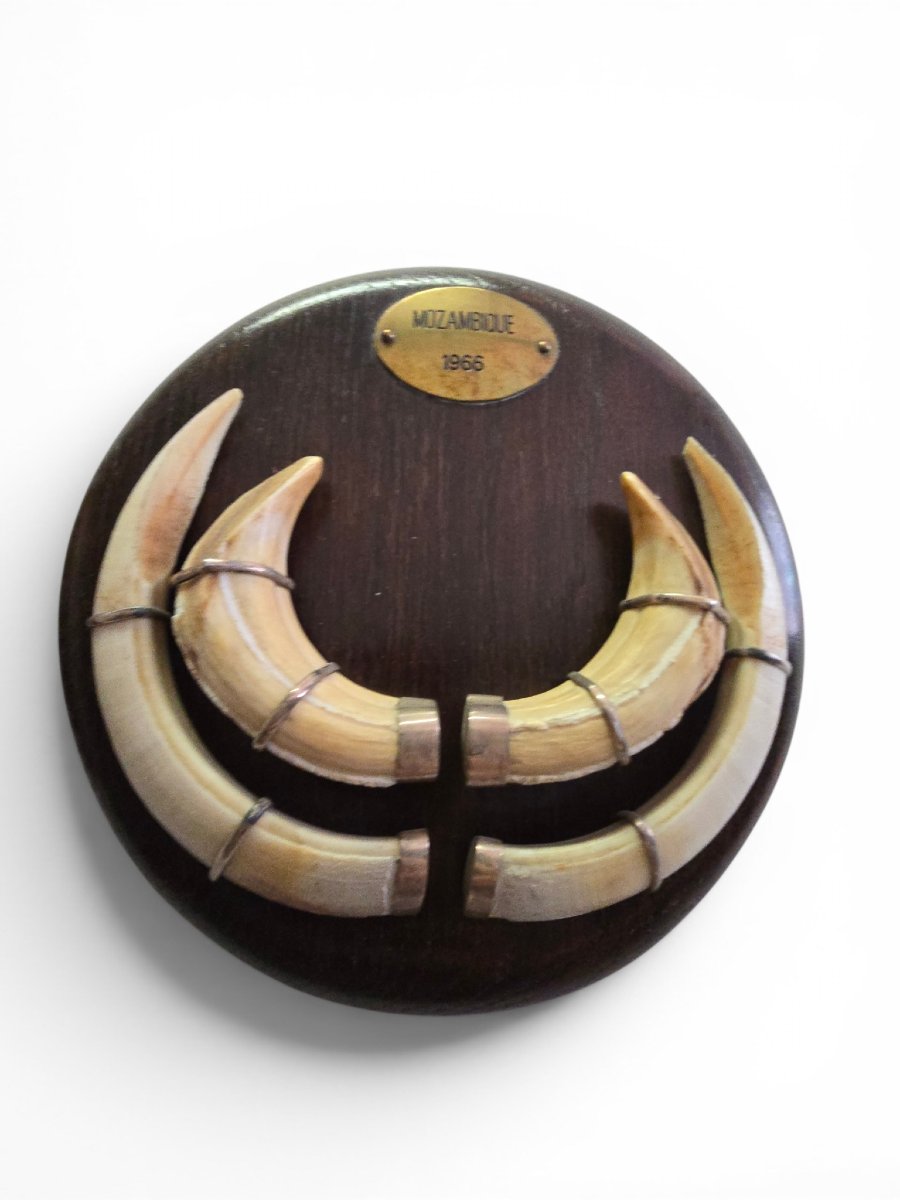 Pair Of Mozambican Warthog Tusks, Dated 1966-photo-3