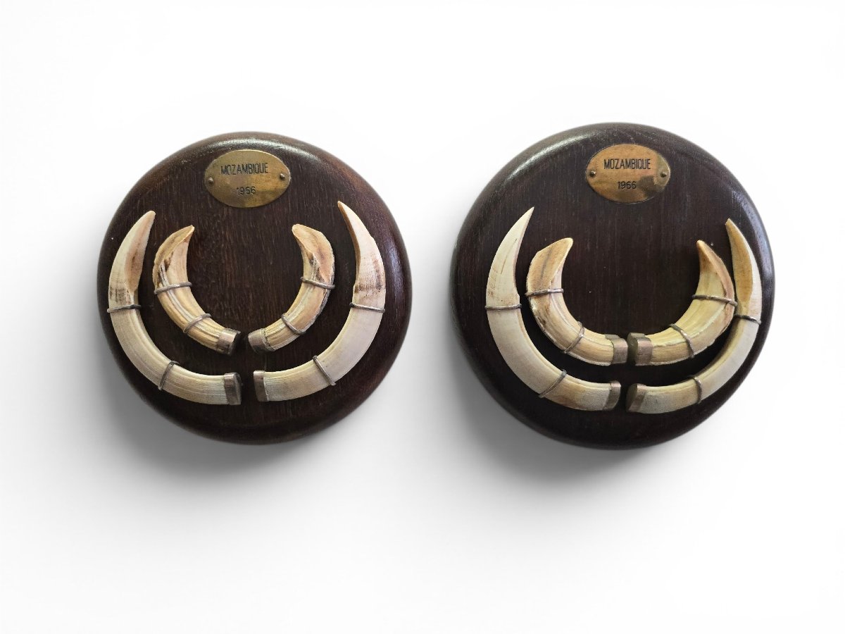 Pair Of Mozambican Warthog Tusks, Dated 1966-photo-1