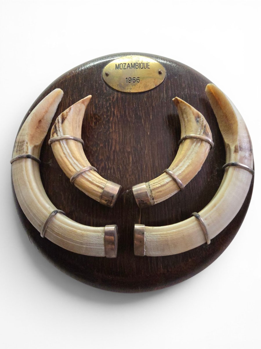 Pair Of Mozambican Warthog Tusks, Dated 1966-photo-4