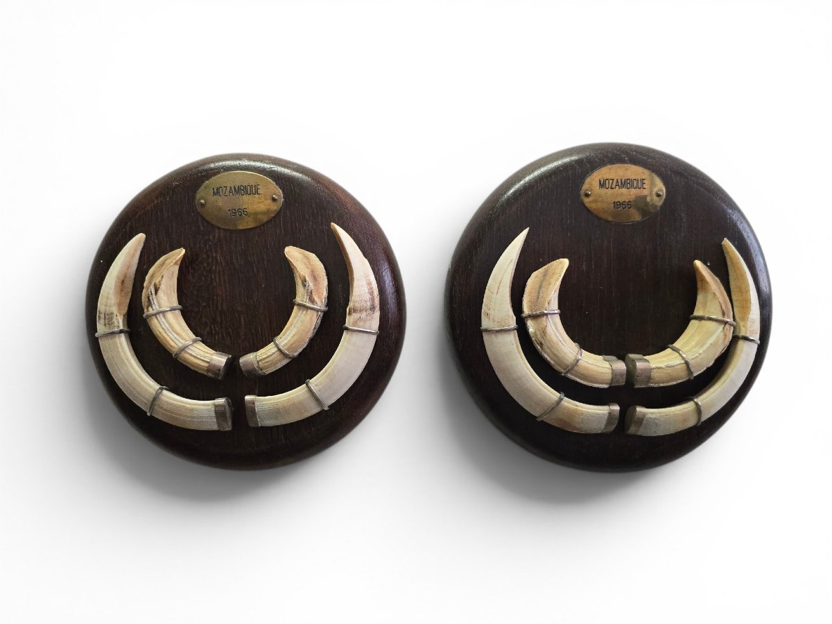 Pair Of Mozambican Warthog Tusks, Dated 1966-photo-5