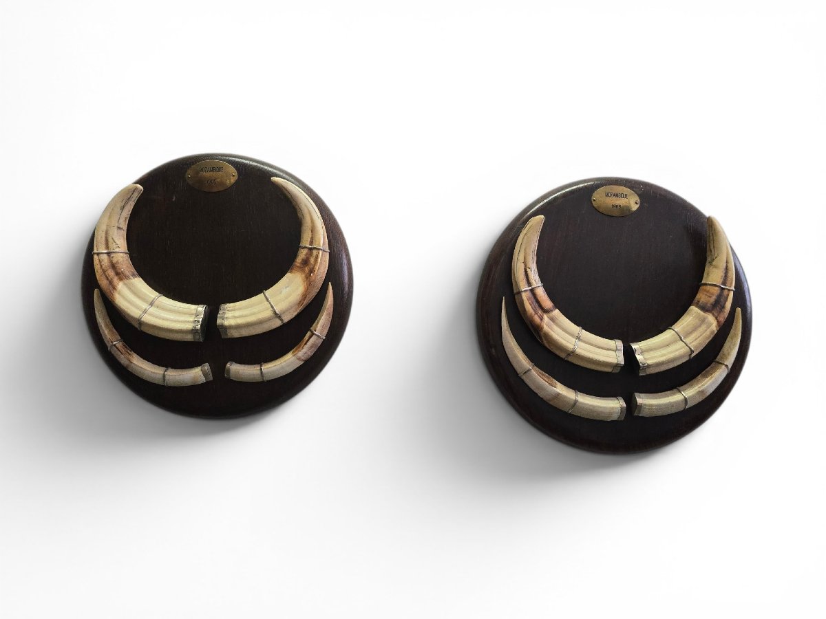 Pair Of Mozambican Warthog Tusks, Dated 1966-photo-2