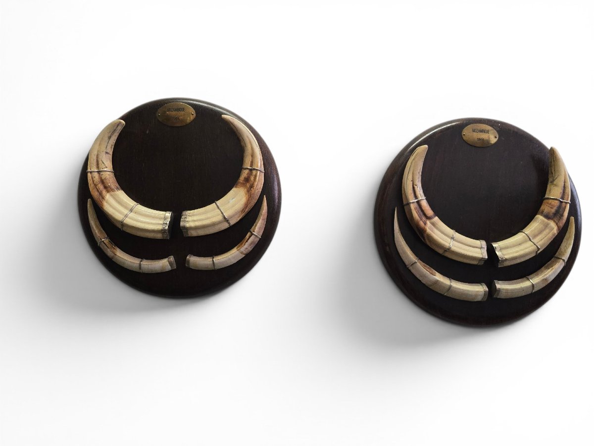 Pair Of Mozambican Warthog Tusks, Dated 1966-photo-3