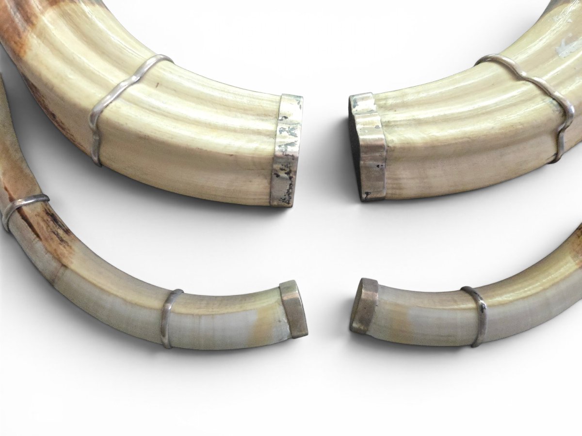 Pair Of Mozambican Warthog Tusks, Dated 1966-photo-2