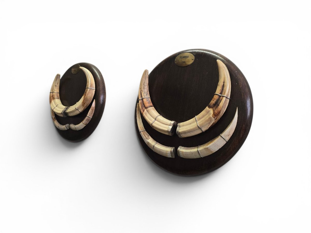 Pair Of Mozambican Warthog Tusks, Dated 1966-photo-5
