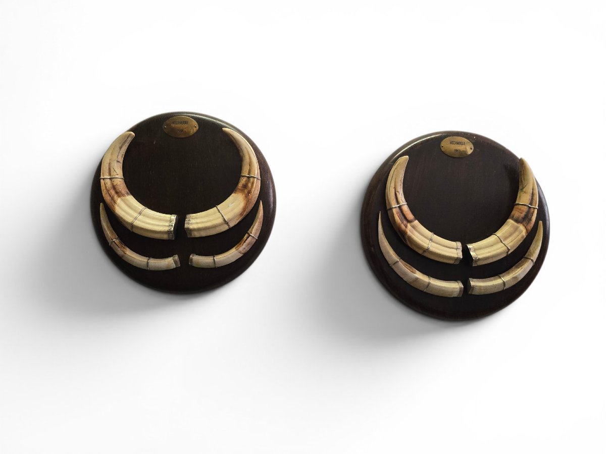 Pair Of Mozambican Warthog Tusks, Dated 1966