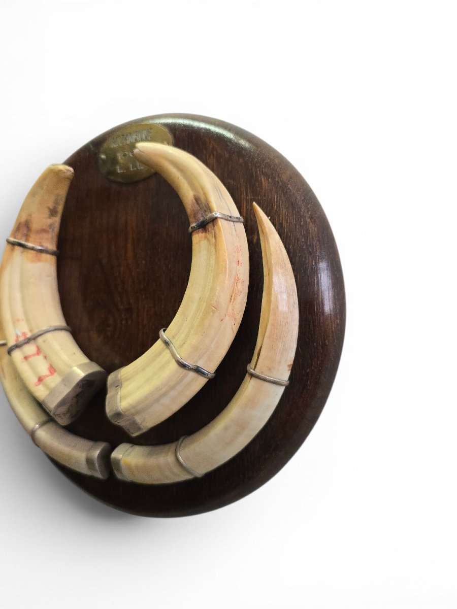 Mozambican Warthog Tusk Mounted On A Wooden Base, Dated 1967-photo-4