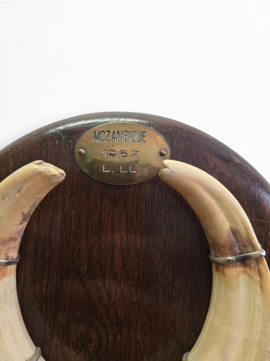 Mozambican Warthog Tusk Mounted On A Wooden Base, Dated 1967-photo-1
