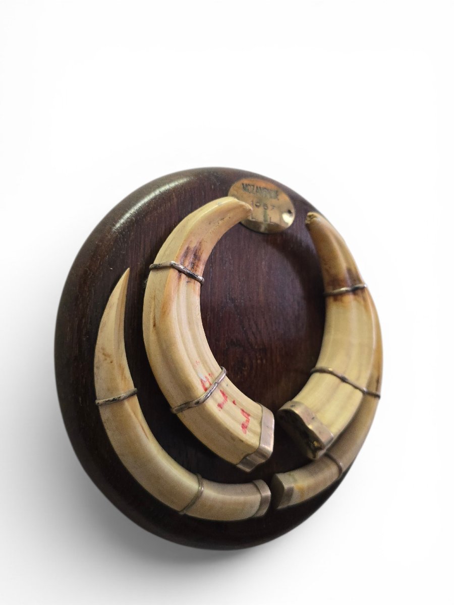 Mozambican Warthog Tusk Mounted On A Wooden Base, Dated 1967-photo-2