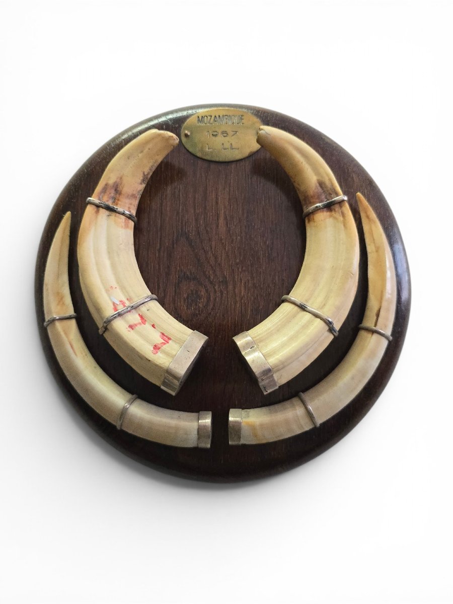 Mozambican Warthog Tusk Mounted On A Wooden Base, Dated 1967