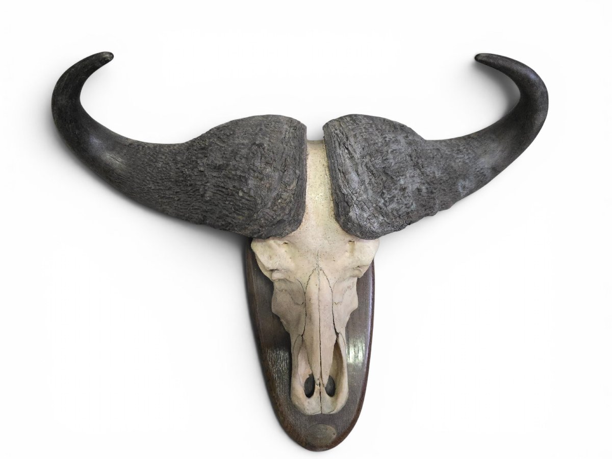 Paire de trophées de buffles d'Afrique, Mozambique, 1966-photo-2