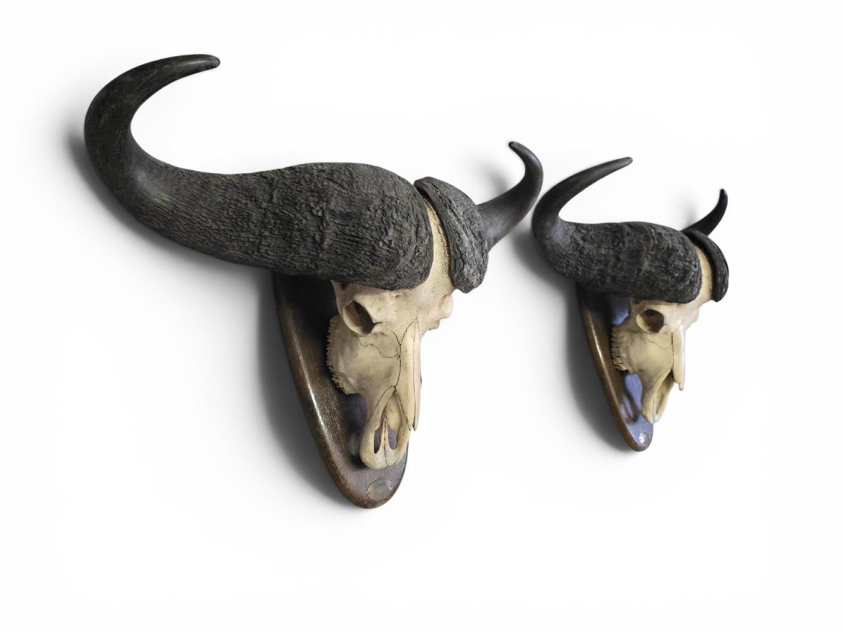 Paire de trophées de buffles d'Afrique, Mozambique, 1966-photo-3