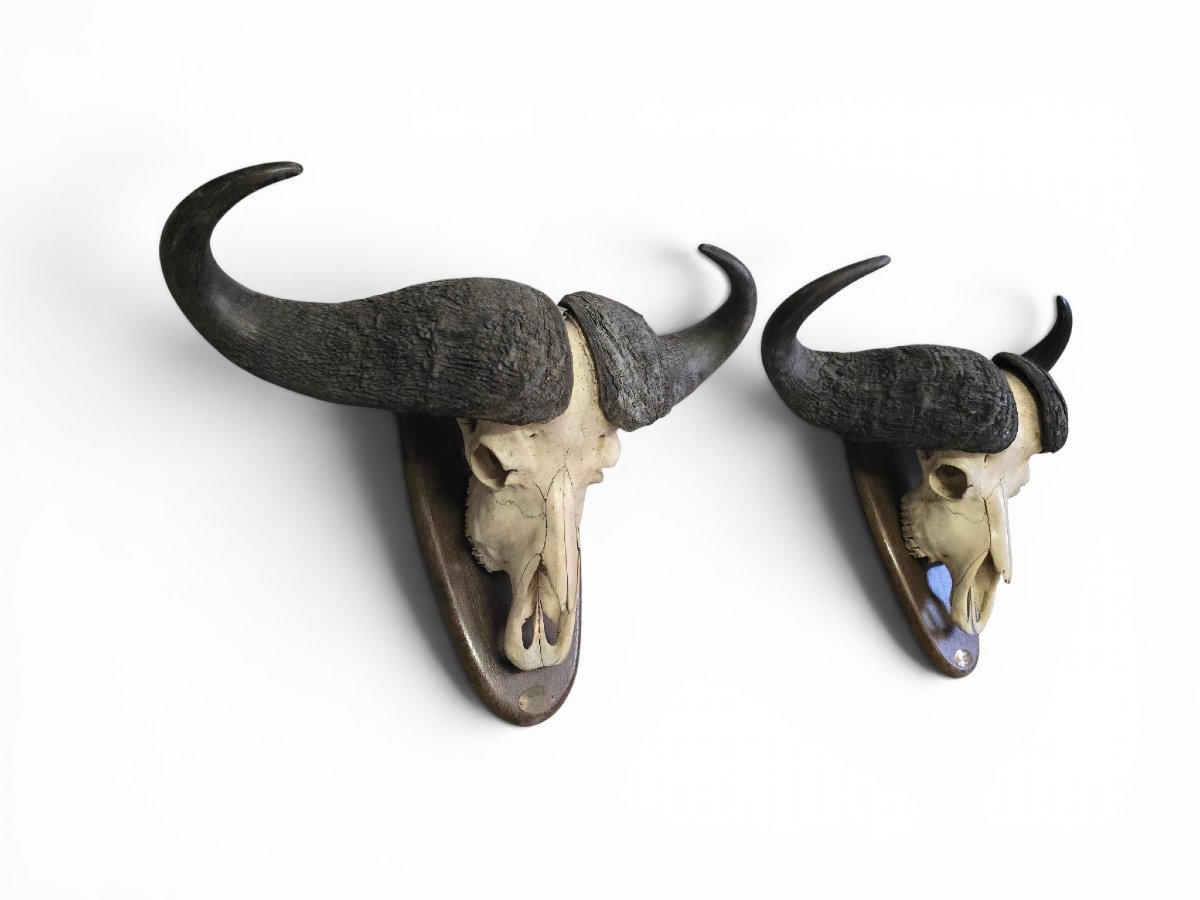Paire de trophées de buffles d'Afrique, Mozambique, 1966-photo-4
