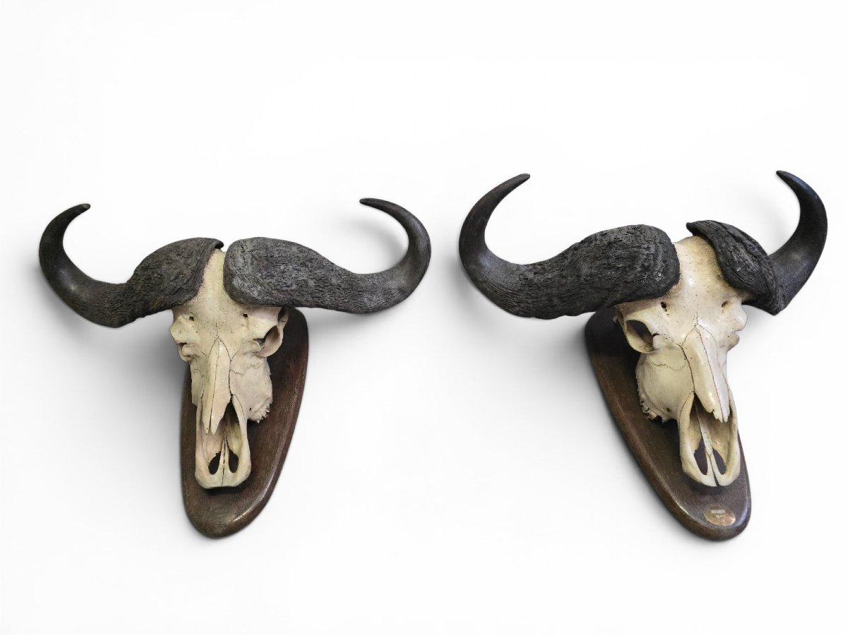 Paire de trophées de buffles d'Afrique, Mozambique, 1966-photo-1
