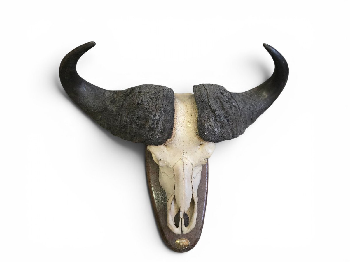 Paire de trophées de buffles d'Afrique, Mozambique, 1966-photo-3