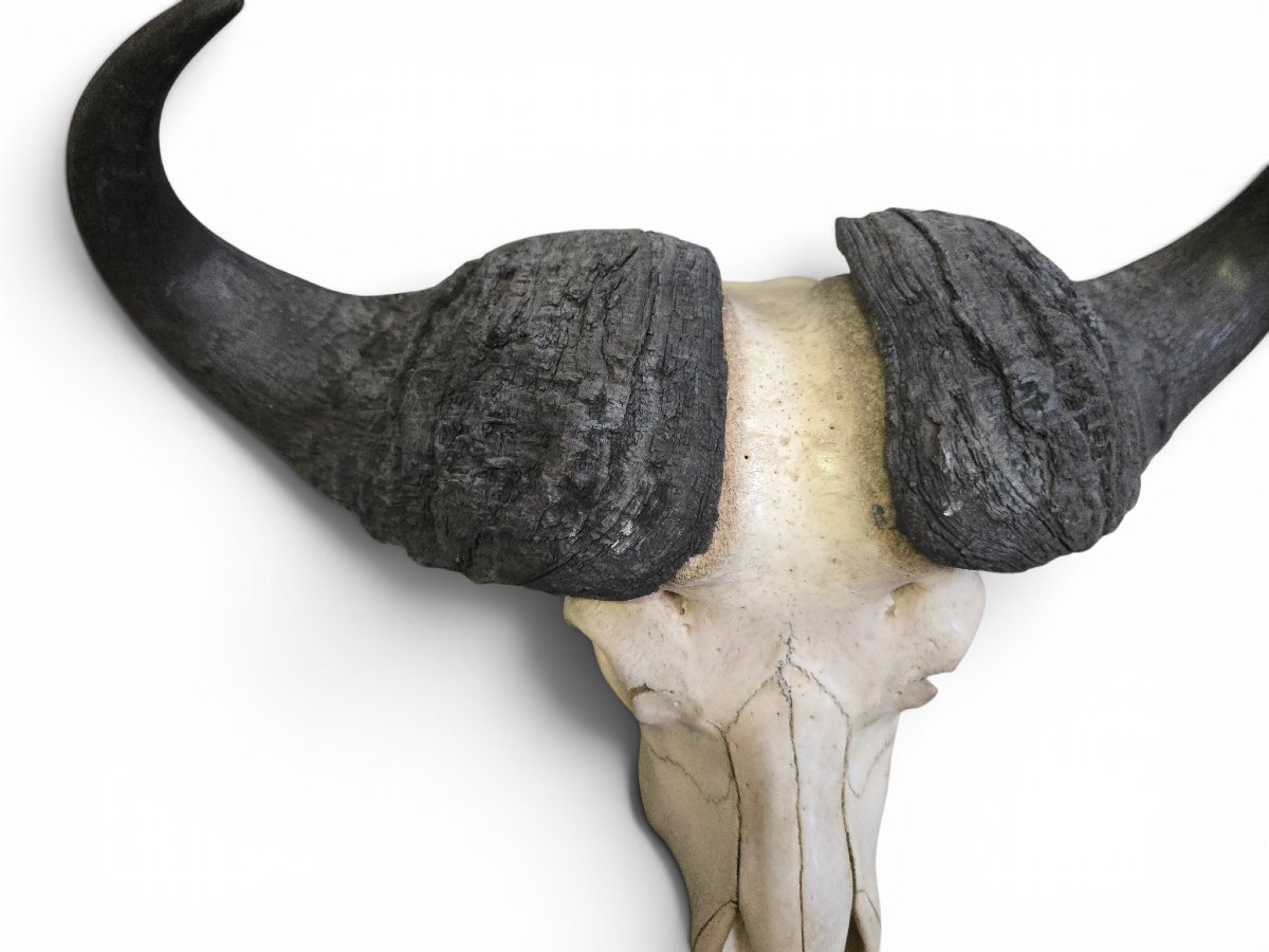 Paire de trophées de buffles d'Afrique, Mozambique, 1966-photo-5