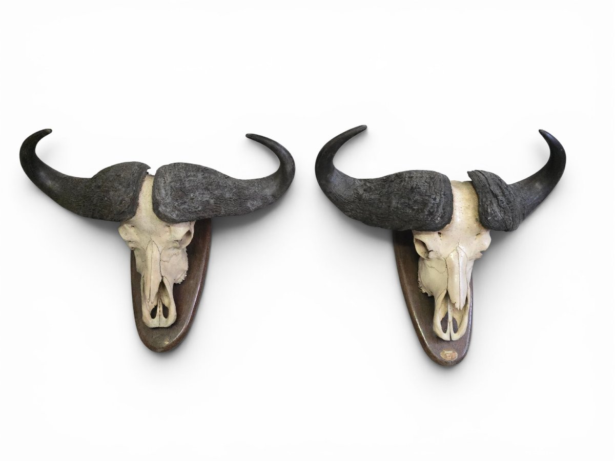 Paire de trophées de buffles d'Afrique, Mozambique, 1966