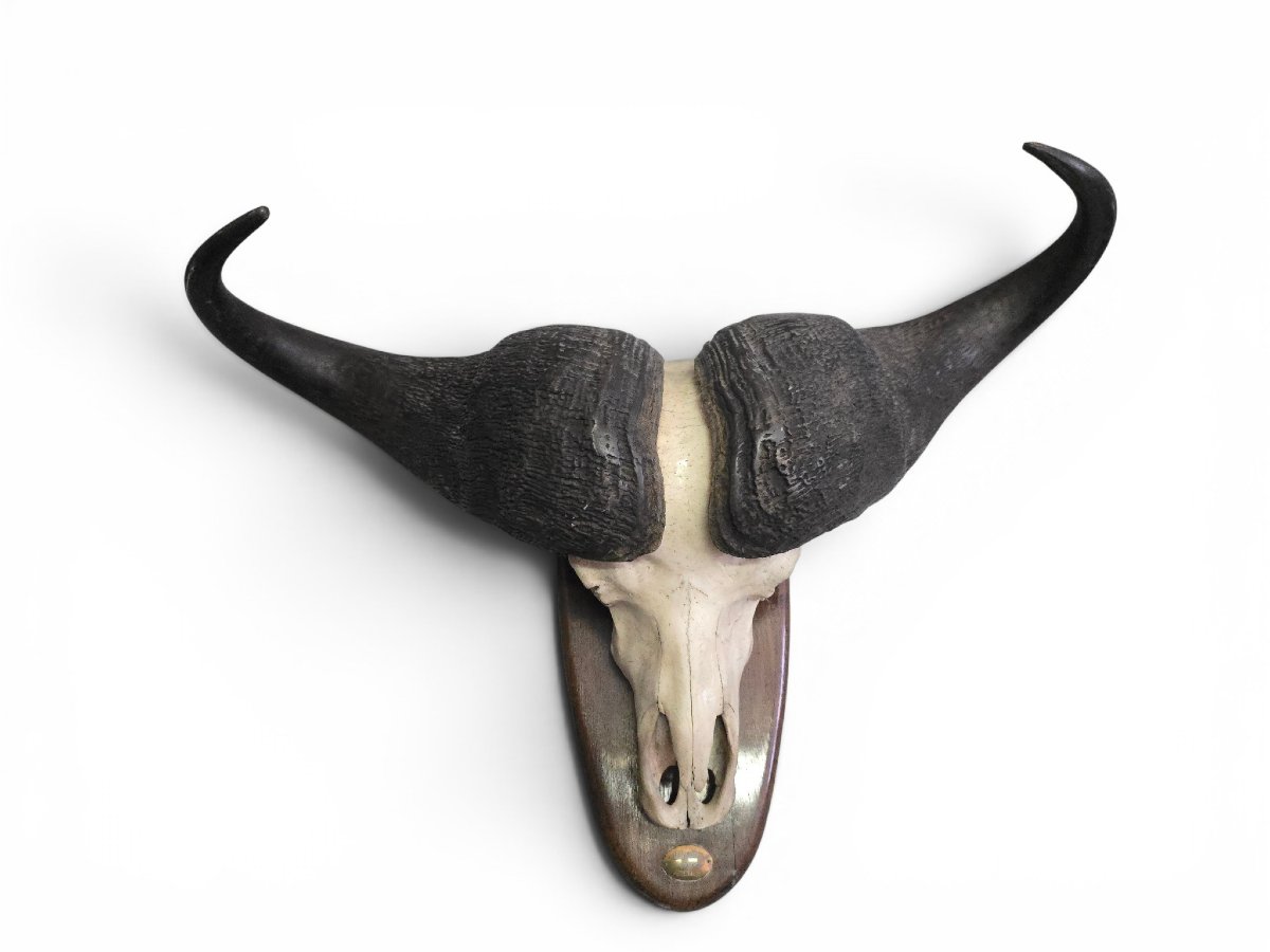 Paire de trophées de buffles d'Afrique, Mozambique, 1967-photo-2