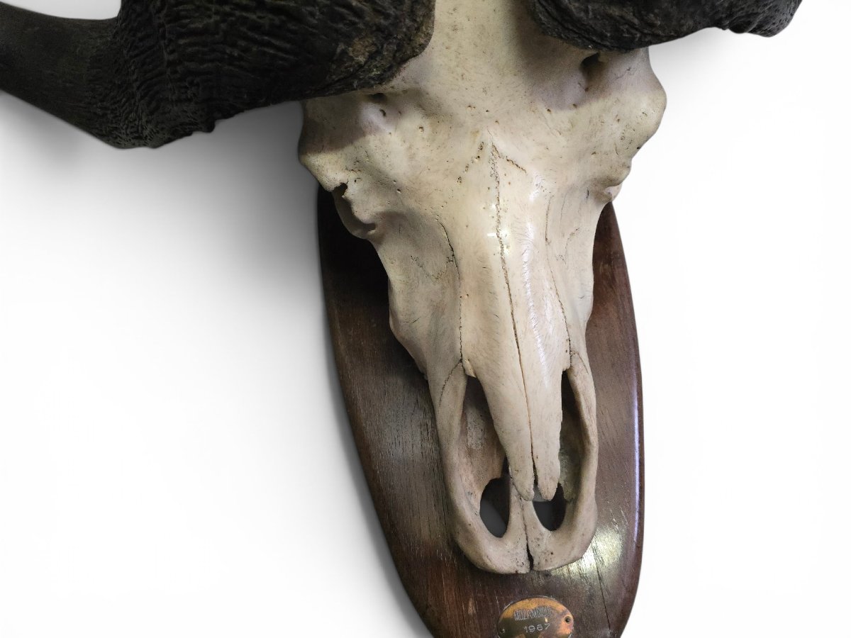Paire de trophées de buffles d'Afrique, Mozambique, 1967-photo-4