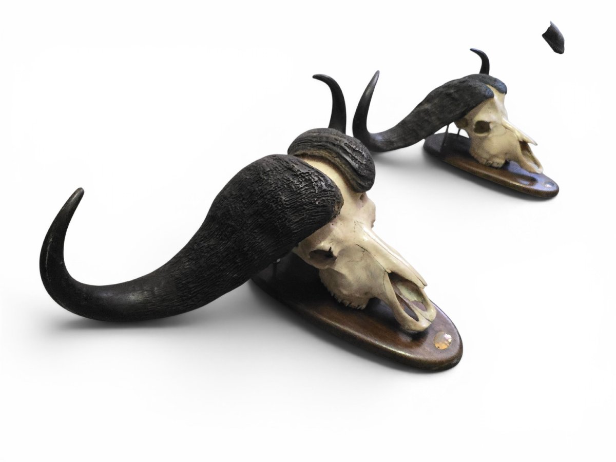 Paire de trophées de buffles d'Afrique, Mozambique, 1967-photo-1