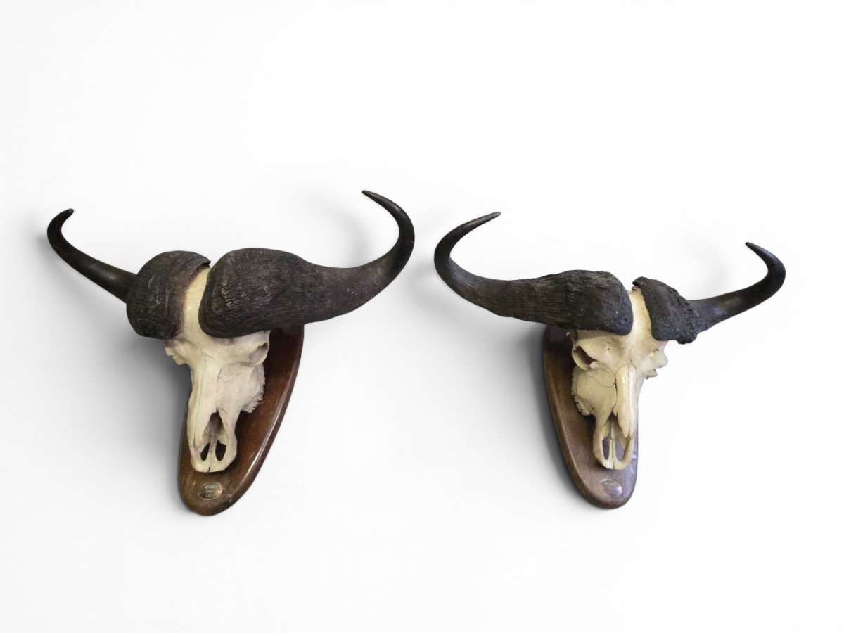 Paire de trophées de buffles d'Afrique, Mozambique, 1967-photo-2