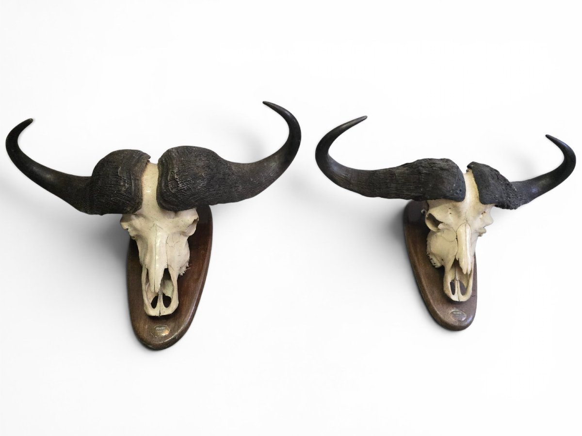 Paire de trophées de buffles d'Afrique, Mozambique, 1967-photo-3