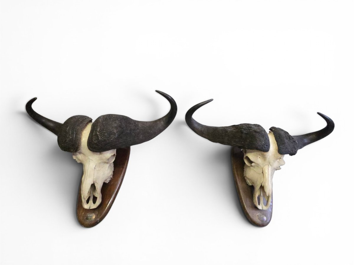 Paire de trophées de buffles d'Afrique, Mozambique, 1967-photo-6