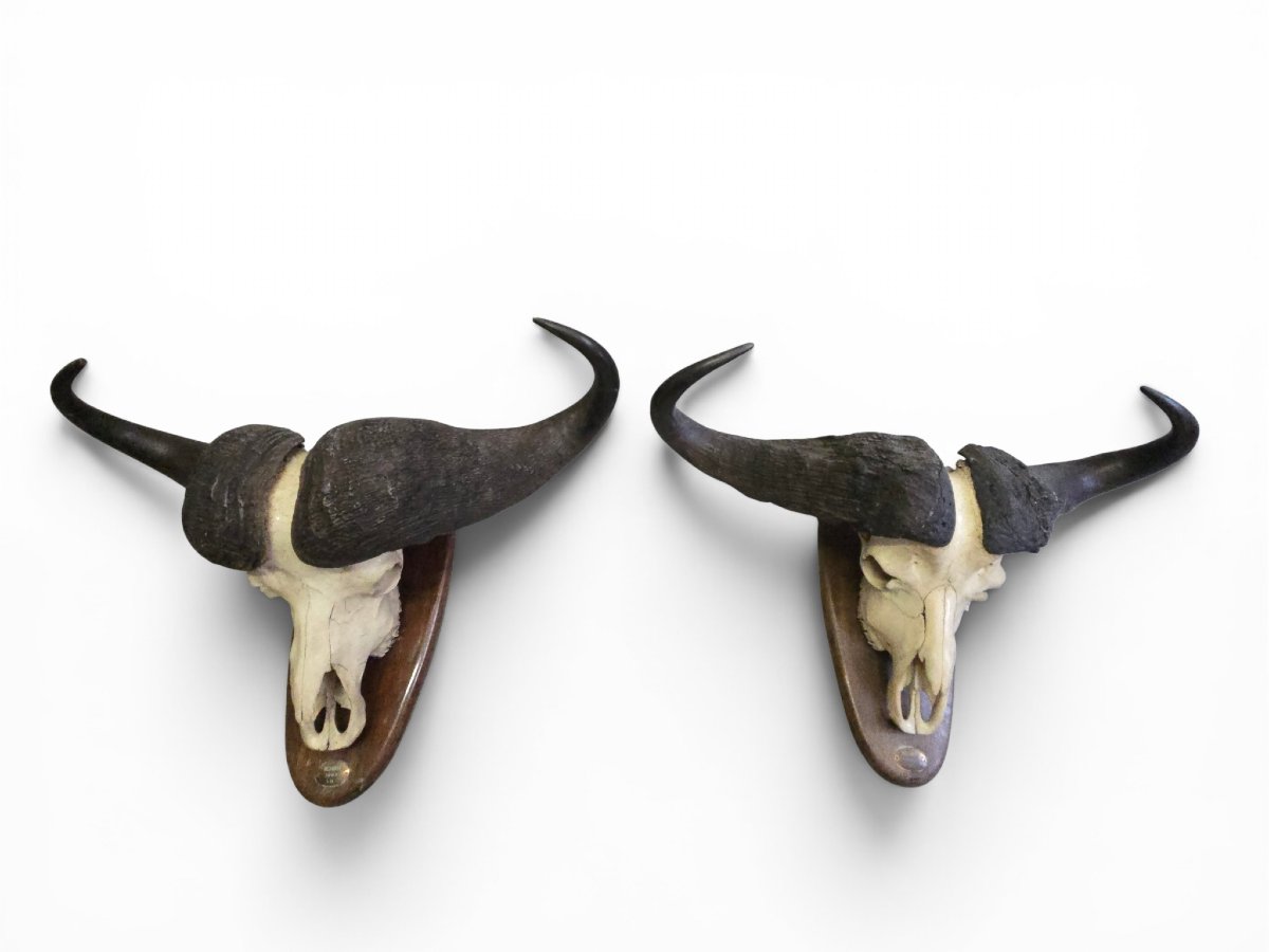 Paire de trophées de buffles d'Afrique, Mozambique, 1967