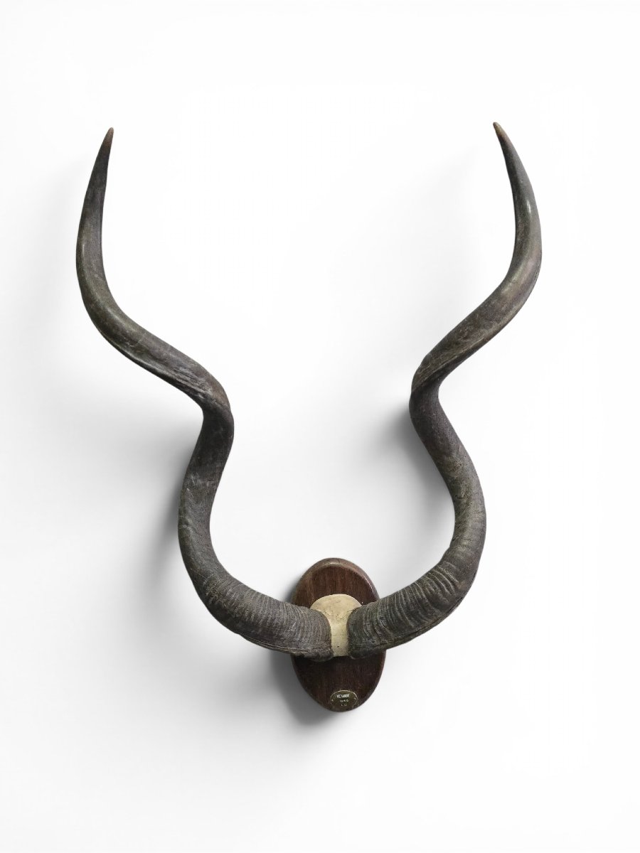 African Greater Kudu Trophy With Original Identification Tag, Mozambique, 1966-photo-2