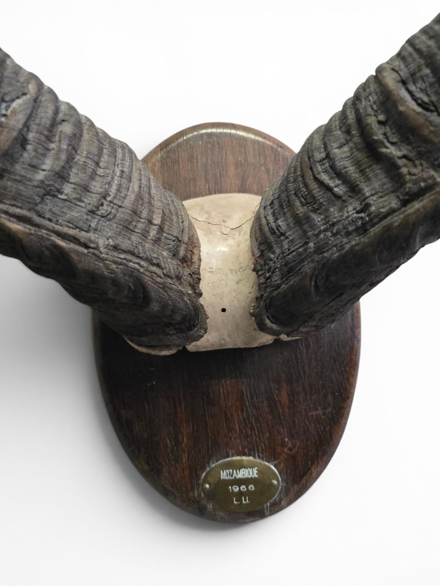 African Greater Kudu Trophy With Original Identification Tag, Mozambique, 1966-photo-3