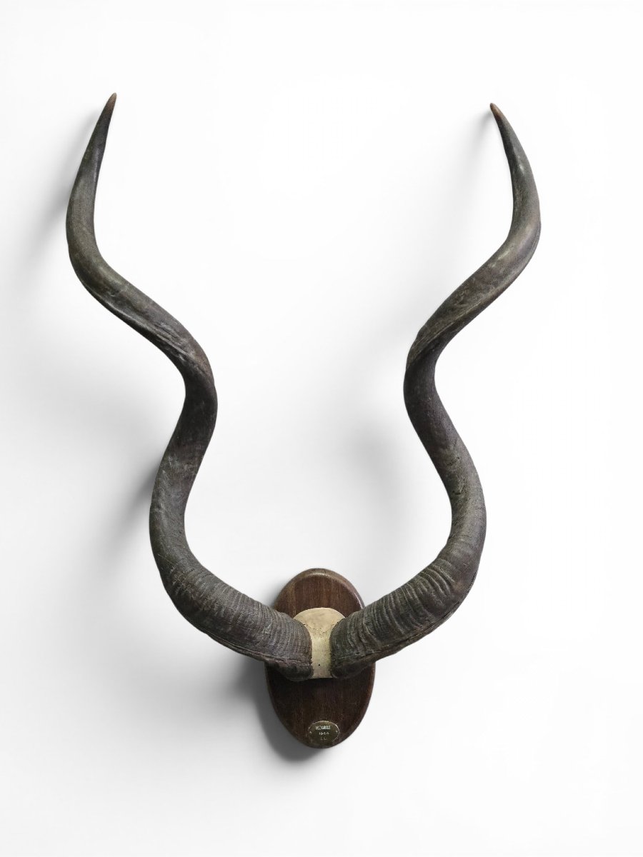 African Greater Kudu Trophy With Original Identification Tag, Mozambique, 1966-photo-4