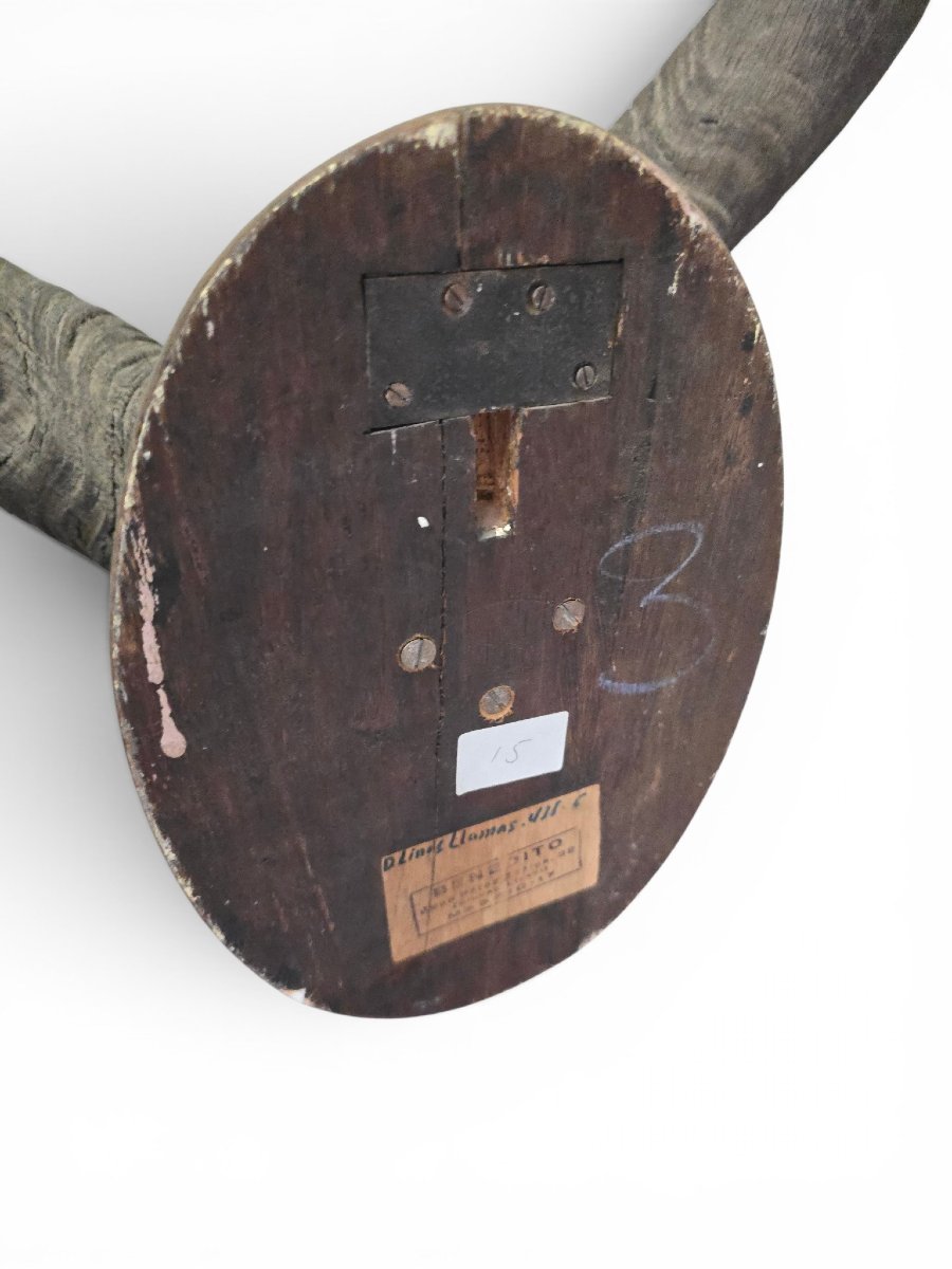 African Greater Kudu Trophy With Original Identification Tag, Mozambique, 1966-photo-1