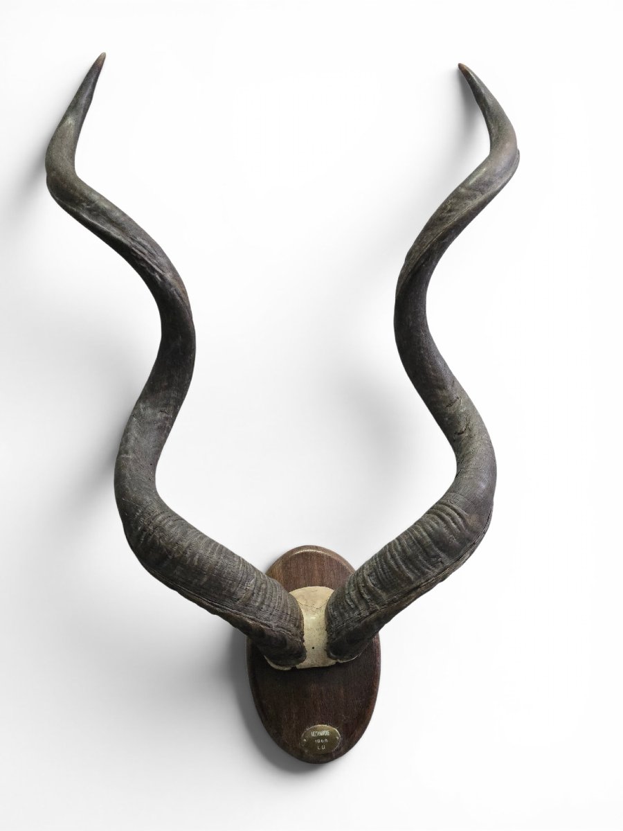 African Greater Kudu Trophy With Original Identification Tag, Mozambique, 1966-photo-2